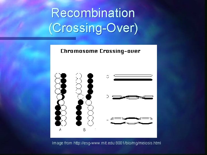 Recombination (Crossing-Over) Image from http: //esg-www. mit. edu: 8001/bio/mg/meiosis. html 