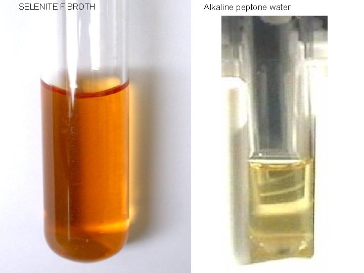 SELENITE F BROTH Alkaline peptone water 