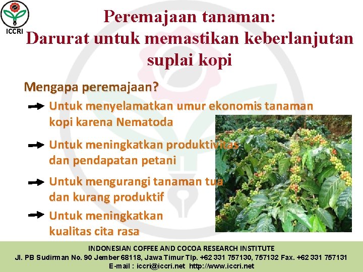 Peremajaan tanaman: ICCRI Darurat untuk memastikan keberlanjutan suplai kopi Mengapa peremajaan? Untuk menyelamatkan umur