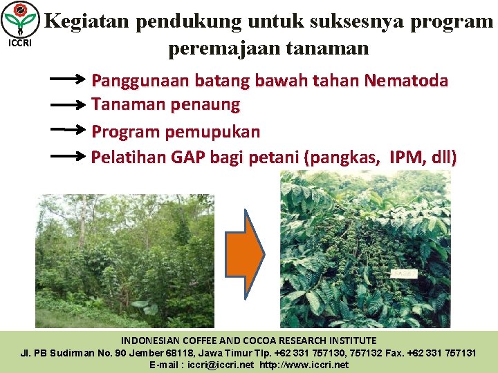 ICCRI Kegiatan pendukung untuk suksesnya program peremajaan tanaman Panggunaan batang bawah tahan Nematoda Tanaman