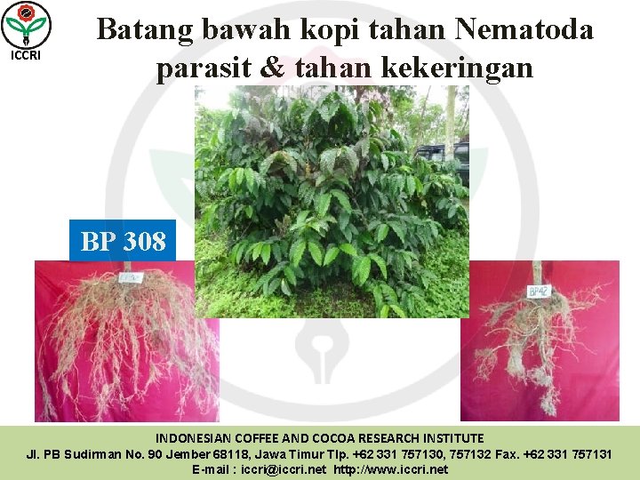 ICCRI Batang bawah kopi tahan Nematoda parasit & tahan kekeringan BP 308 INDONESIAN COFFEE