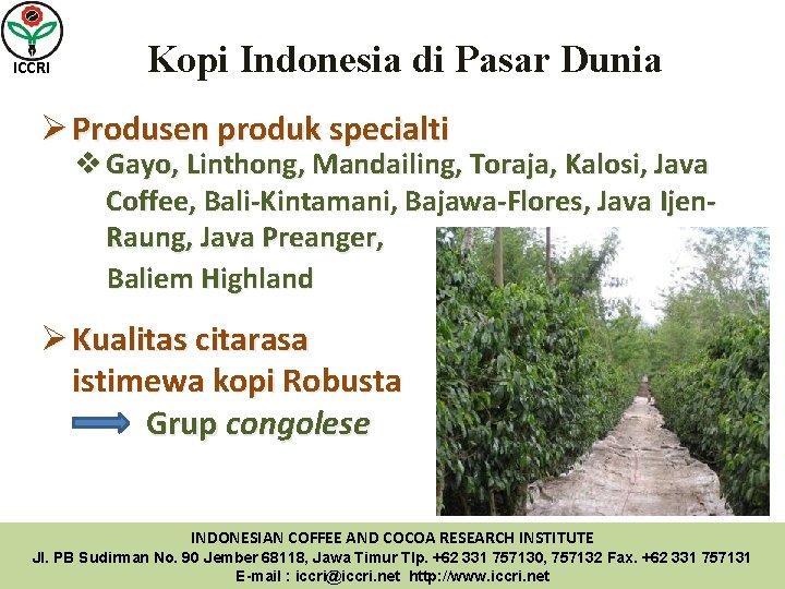 ICCRI Kopi Indonesia di Pasar Dunia Ø Produsen produk specialti v Gayo, Linthong, Mandailing,