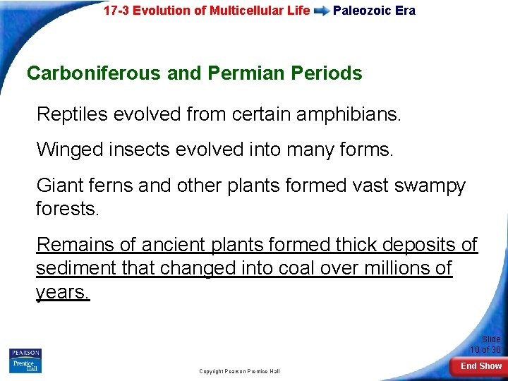 17 -3 Evolution of Multicellular Life Paleozoic Era Carboniferous and Permian Periods Reptiles evolved