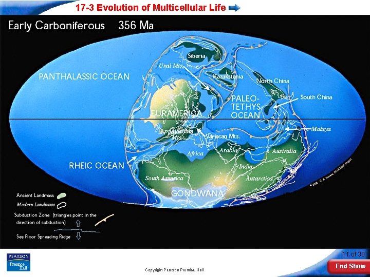 17 -3 Evolution of Multicellular Life Slide 11 of 30 Copyright Pearson Prentice Hall