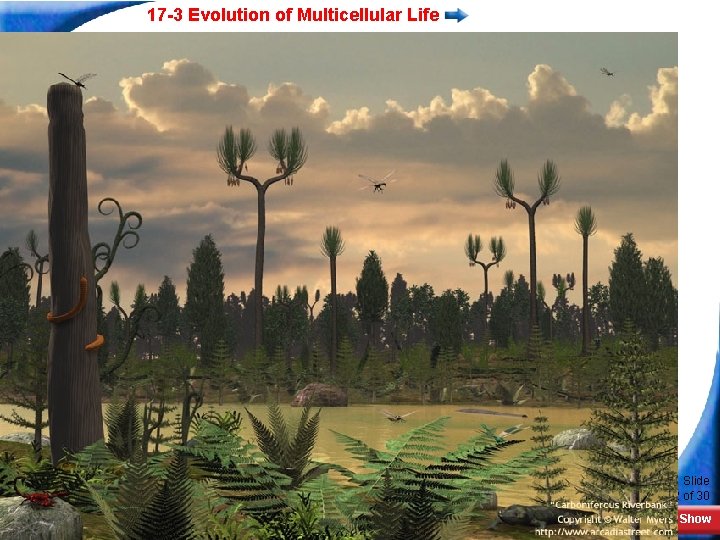 17 -3 Evolution of Multicellular Life Slide 12 of 30 Copyright Pearson Prentice Hall