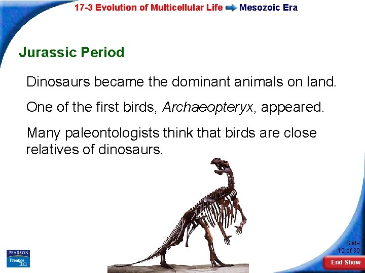 17 -3 Evolution of Multicellular Life Mesozoic Era Jurassic Period Dinosaurs became the dominant
