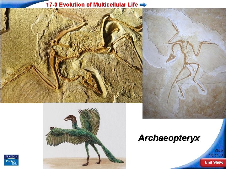 17 -3 Evolution of Multicellular Life Archaeopteryx Slide 16 of 30 Copyright Pearson Prentice