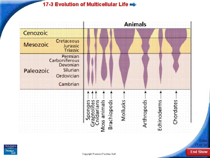 17 -3 Evolution of Multicellular Life Slide 17 of 30 Copyright Pearson Prentice Hall