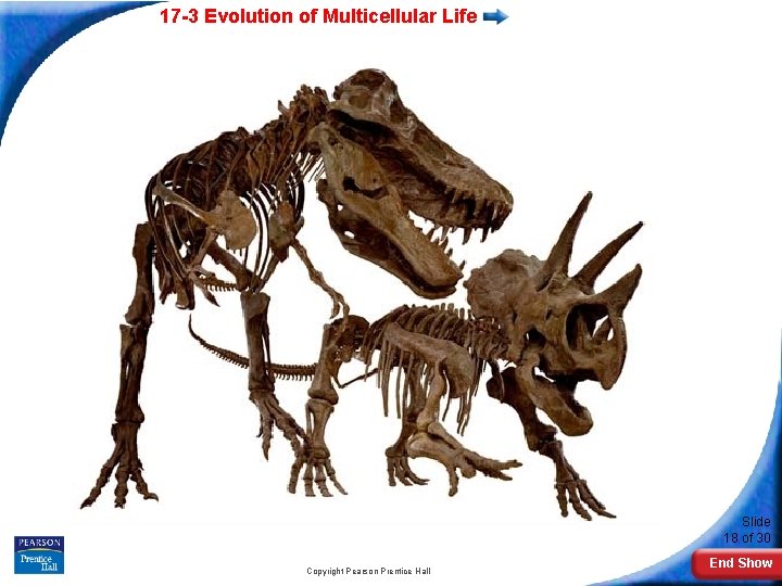 17 -3 Evolution of Multicellular Life Slide 18 of 30 Copyright Pearson Prentice Hall
