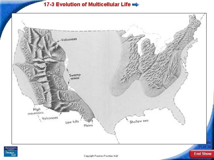 17 -3 Evolution of Multicellular Life Slide 21 of 30 Copyright Pearson Prentice Hall