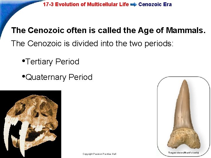 17 -3 Evolution of Multicellular Life Cenozoic Era The Cenozoic often is called the