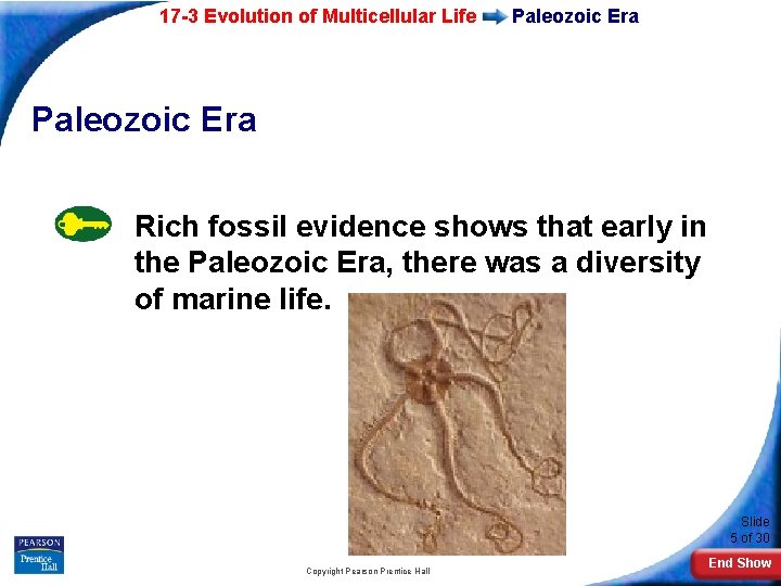 17 -3 Evolution of Multicellular Life Paleozoic Era Rich fossil evidence shows that early