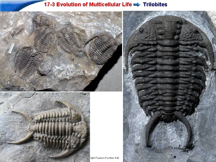 17 -3 Evolution of Multicellular Life Trilobites Slide 6 of 30 Copyright Pearson Prentice