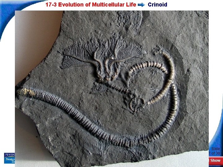 17 -3 Evolution of Multicellular Life Crinoid Slide 7 of 30 Copyright Pearson Prentice