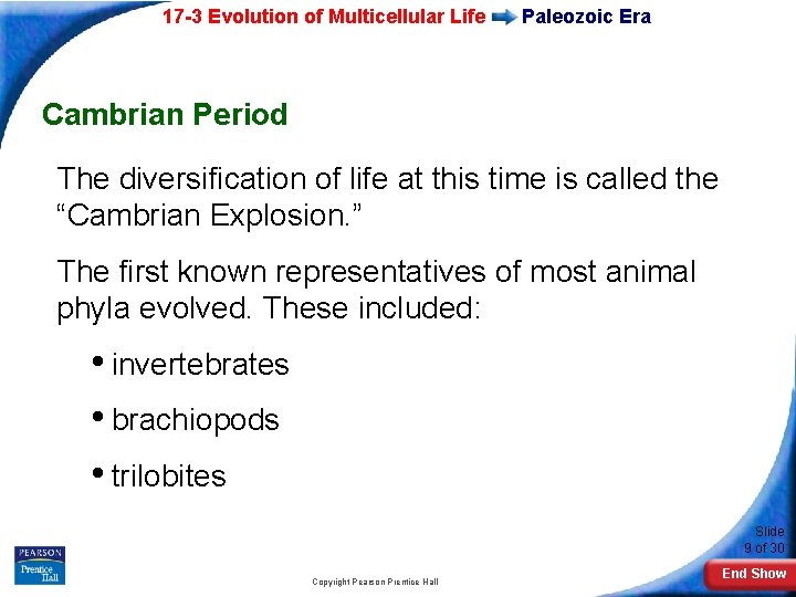 17 -3 Evolution of Multicellular Life Paleozoic Era Cambrian Period The diversification of life