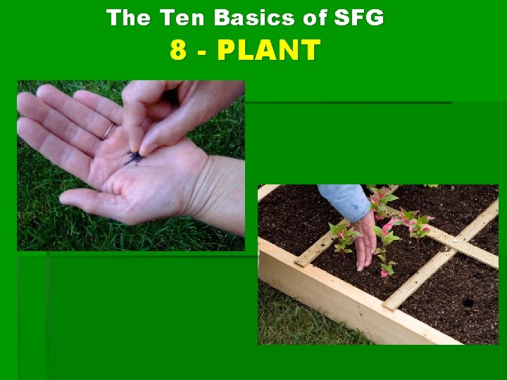 The Ten Basics of SFG 8 - PLANT 