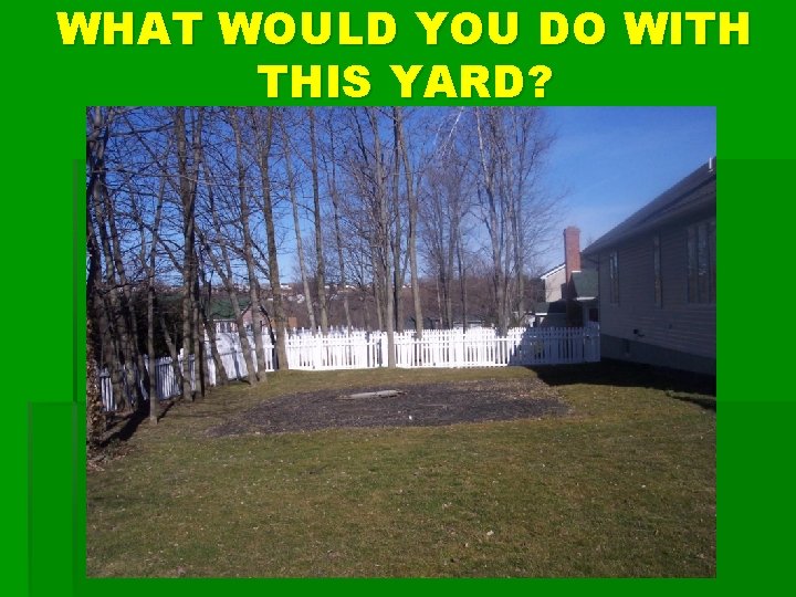 WHAT WOULD YOU DO WITH THIS YARD? 