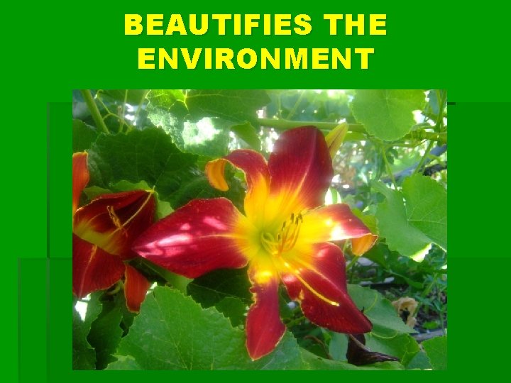 BEAUTIFIES THE ENVIRONMENT 