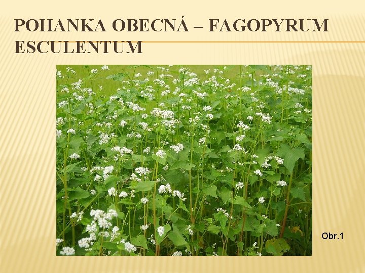 POHANKA OBECNÁ – FAGOPYRUM ESCULENTUM Obr. 1 