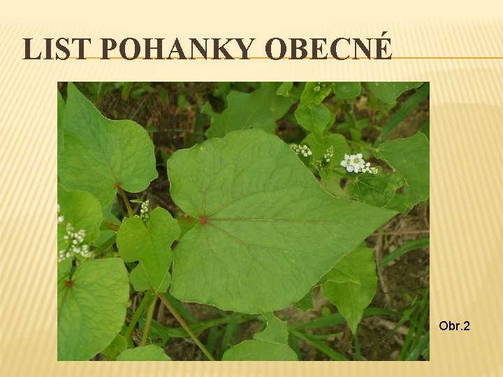 LIST POHANKY OBECNÉ Obr. 2 