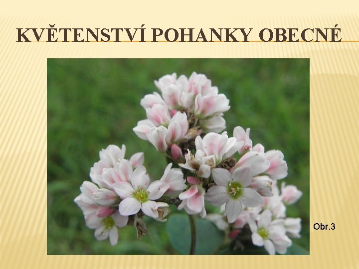 KVĚTENSTVÍ POHANKY OBECNÉ Obr. 3 