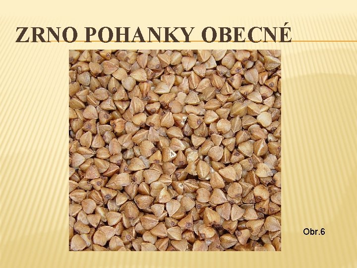 ZRNO POHANKY OBECNÉ Obr. 6 