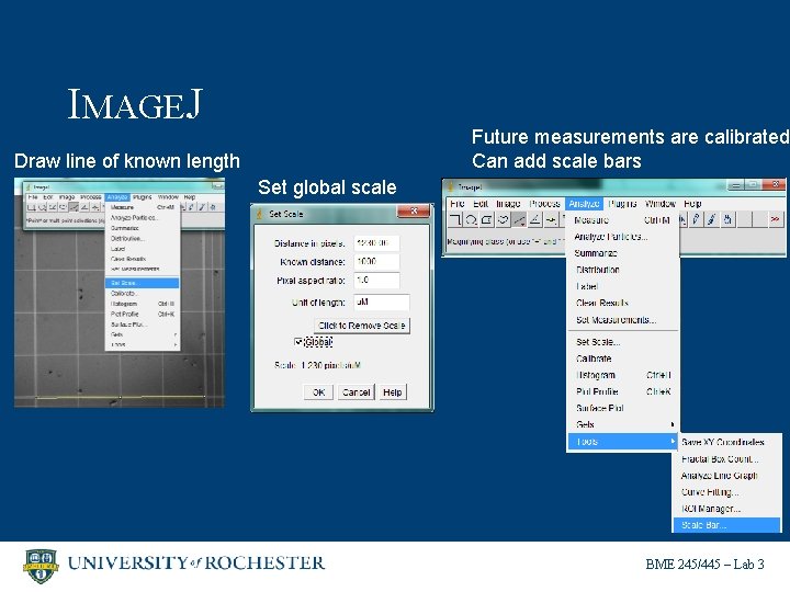 BIOMATERIALS LAB 3 Cell culture and cellbiomaterial Interactions