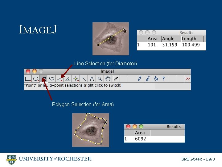 IMAGEJ Line Selection (for Diameter) Polygon Selection (for Area) BME 245/445 – Lab 3