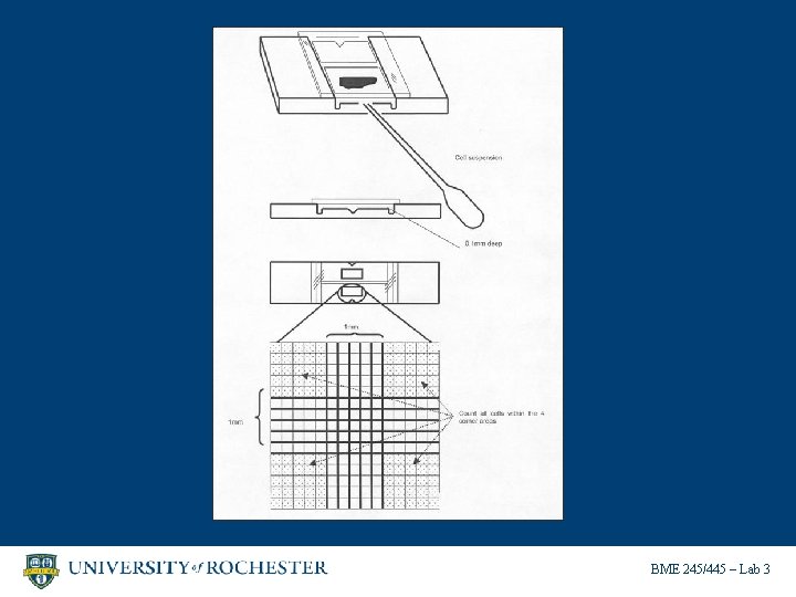 BME 245/445 – Lab 3 