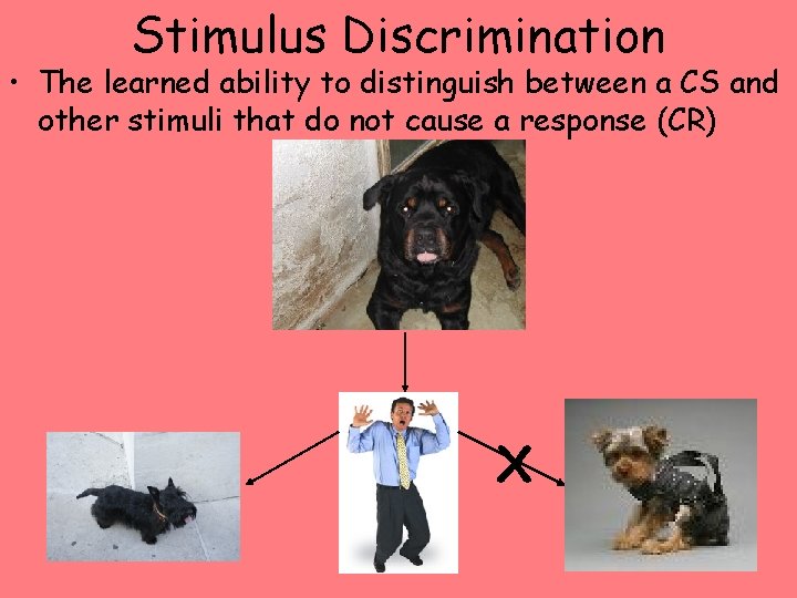 Stimulus Discrimination • The learned ability to distinguish between a CS and other stimuli