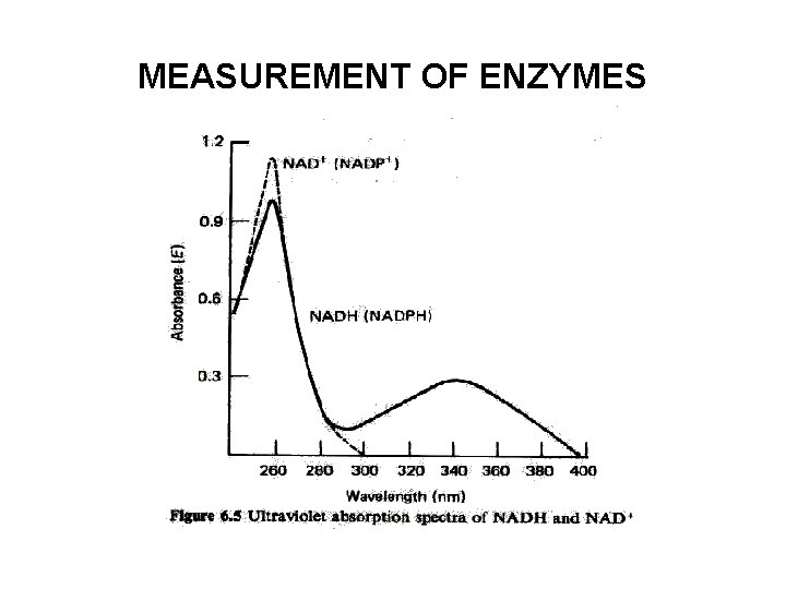 MEASUREMENT OF ENZYMES 