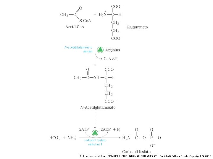 I Principi Di Biochimica Di Lehninger Rappresentazione schematica del catabolismo degli aminoacidi nei mammiferi