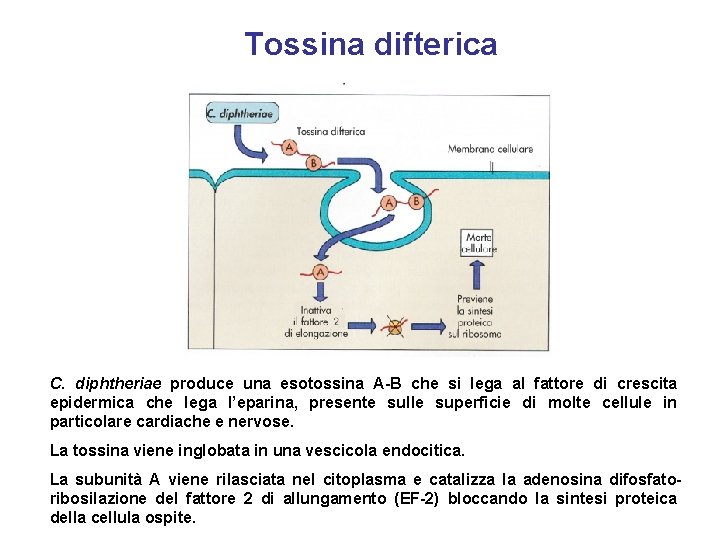 Tossina difterica C. diphtheriae produce una esotossina A-B che si lega al fattore di