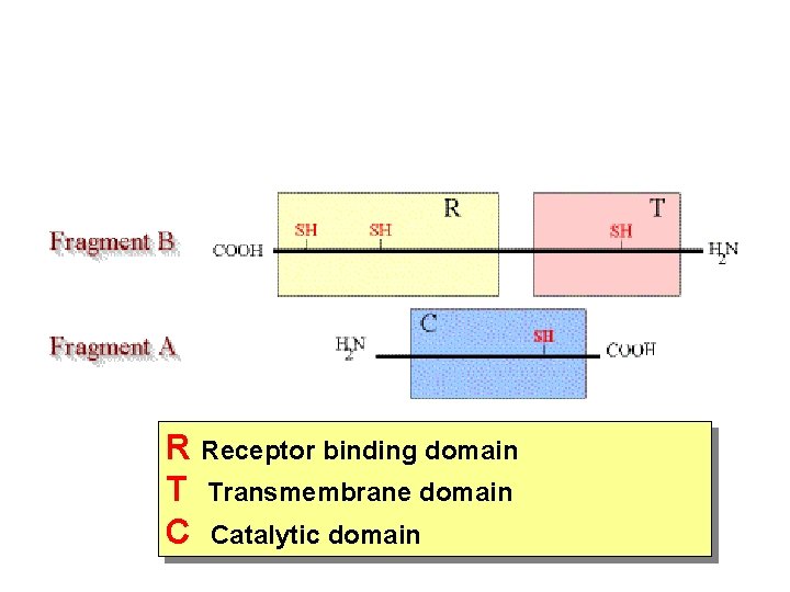 R Receptor binding domain T Transmembrane domain C Catalytic domain 