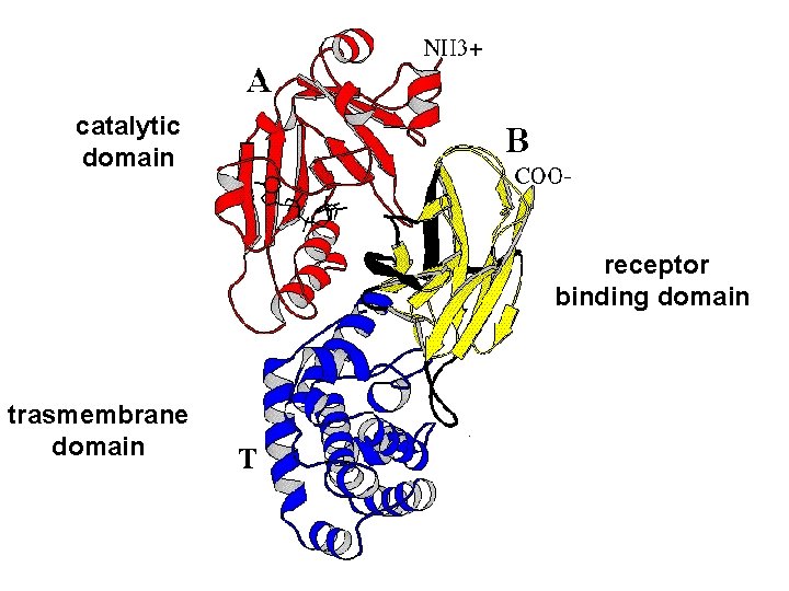 catalytic domain receptor binding domain trasmembrane domain 