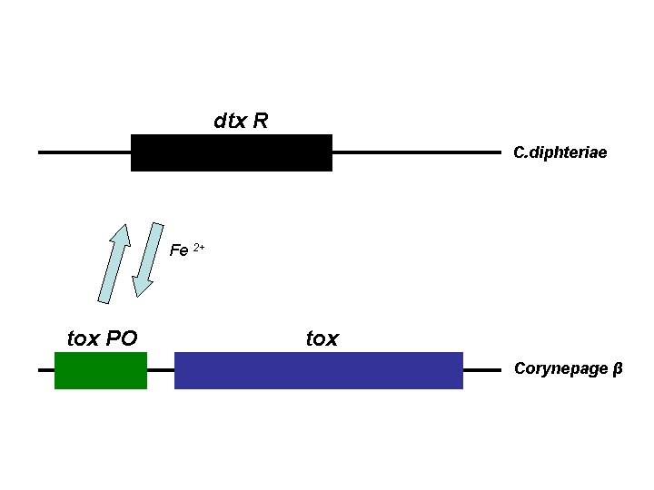 dtx R C. diphteriae Fe 2+ tox PO tox Corynepage β 