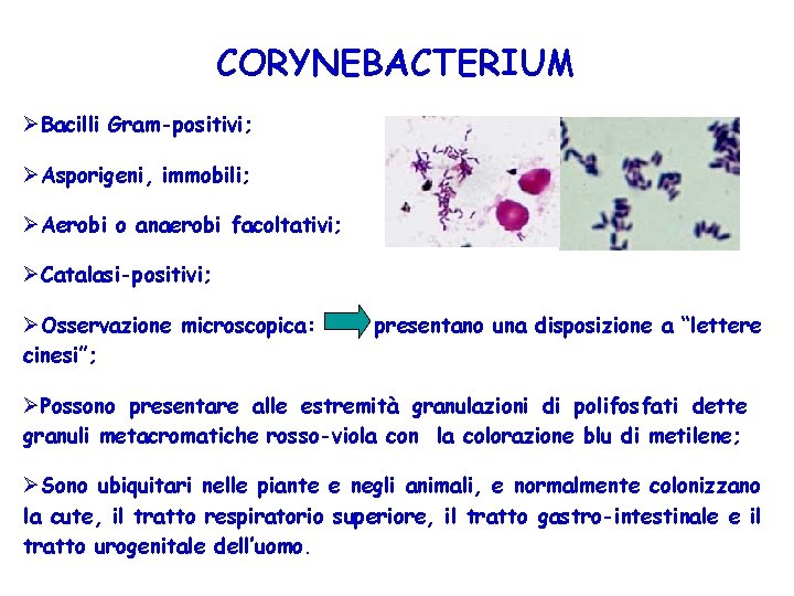 CORYNEBACTERIUM ØBacilli Gram-positivi; ØAsporigeni, immobili; ØAerobi o anaerobi facoltativi; ØCatalasi-positivi; ØOsservazione microscopica: cinesi”; presentano