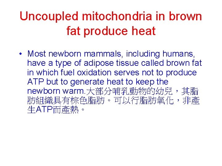 Uncoupled mitochondria in brown fat produce heat • Most newborn mammals, including humans, have