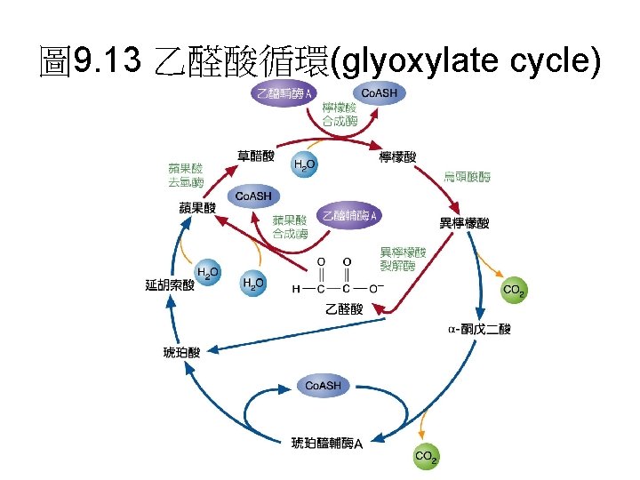 圖 9. 13 乙醛酸循環(glyoxylate cycle) 