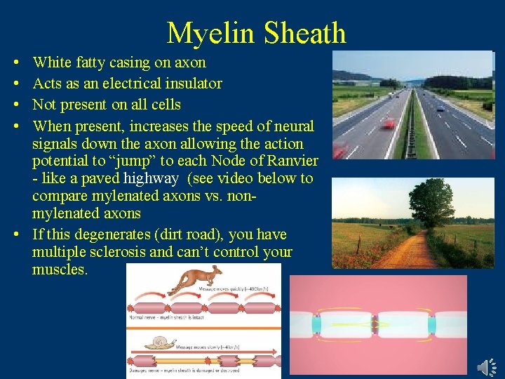 Myelin Sheath • • White fatty casing on axon Acts as an electrical insulator Myelin Sheath • • White fatty casing on axon Acts as an electrical insulator