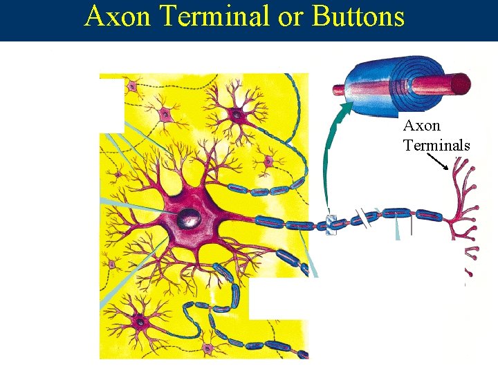 Axon Terminal or Buttons Axon Terminals  Axon Terminal or Buttons Axon Terminals