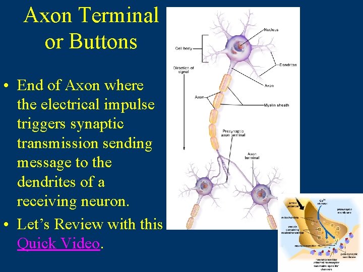 Axon Terminal or Buttons • End of Axon where the electrical impulse triggers synaptic Axon Terminal or Buttons • End of Axon where the electrical impulse triggers synaptic