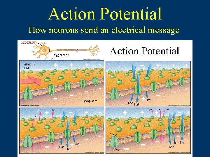Action Potential How neurons send an electrical message  Action Potential How neurons send an electrical message