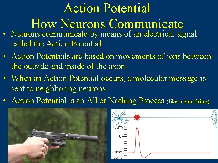 Action Potential How Neurons Communicate • Neurons communicate by means of an electrical signal Action Potential How Neurons Communicate • Neurons communicate by means of an electrical signal