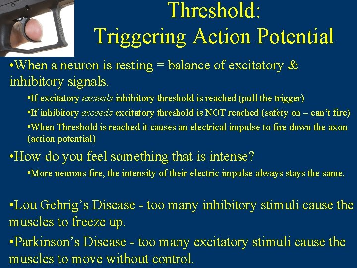 Threshold: Triggering Action Potential • When a neuron is resting = balance of excitatory Threshold: Triggering Action Potential • When a neuron is resting = balance of excitatory
