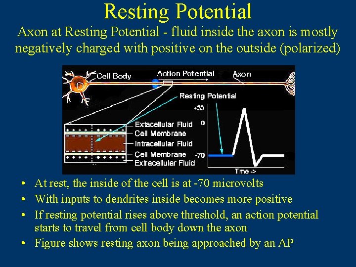 Resting Potential Axon at Resting Potential - fluid inside the axon is mostly negatively Resting Potential Axon at Resting Potential - fluid inside the axon is mostly negatively