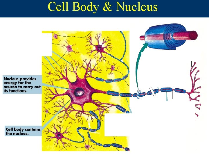 Cell Body & Nucleus  Cell Body & Nucleus
