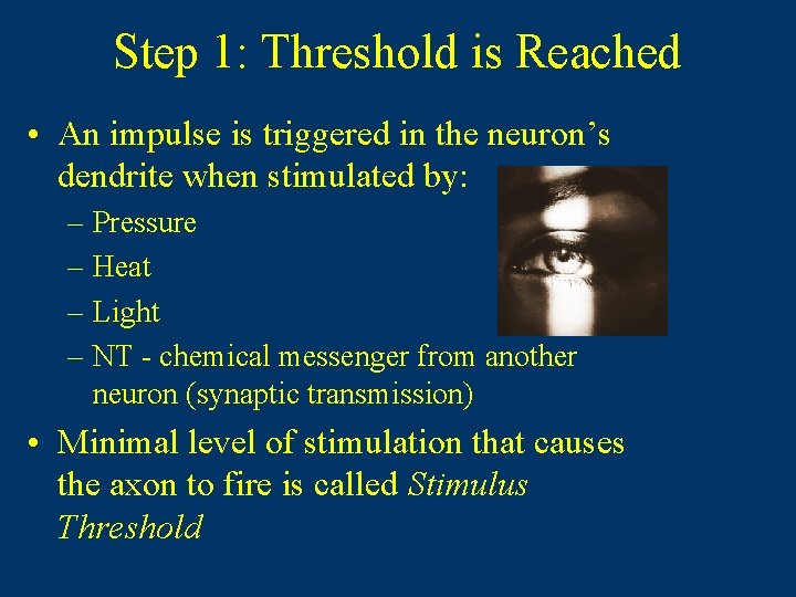 Step 1: Threshold is Reached • An impulse is triggered in the neuron’s dendrite Step 1: Threshold is Reached • An impulse is triggered in the neuron’s dendrite