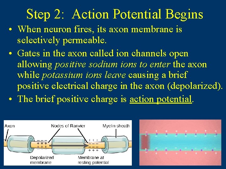 Step 2: Action Potential Begins • When neuron fires, its axon membrane is selectively Step 2: Action Potential Begins • When neuron fires, its axon membrane is selectively