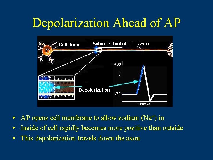 Depolarization Ahead of AP • AP opens cell membrane to allow sodium (Na+) in Depolarization Ahead of AP • AP opens cell membrane to allow sodium (Na+) in
